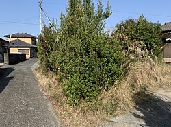 玉名市M様宅　草刈り植木剪定のイメージ